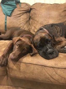 D & M dogs